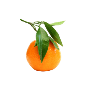 Fournisseur orange Corse Ô Panier Frais