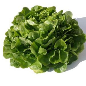 Feuille de chêne blonde 🇫🇷