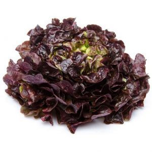 Feuille de chêne rouge 🇫🇷